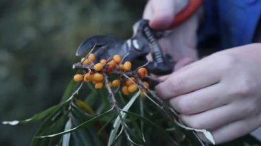 Sea buckthorn berries harvest, close-up. A woman cuts excess leaves from a cut sea buckthorn branch with a pruner. A cluster of bright orange sea buckthorn berries among green leaves