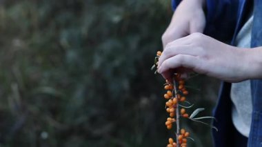 Sea buckthorn berries harvest, close-up. A woman cuts excess leaves from a cut sea buckthorn branch with a pruner. A cluster of bright orange sea buckthorn berries among green leaves