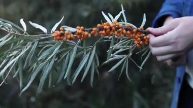 Sea buckthorn berries harvest, close-up. A woman cuts excess leaves from a cut sea buckthorn branch with a pruner. A cluster of bright orange sea buckthorn berries among green leaves