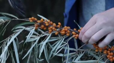 Sea buckthorn berries harvest, close-up. A woman cuts excess leaves from a cut sea buckthorn branch with a pruner. A cluster of bright orange sea buckthorn berries among green leaves