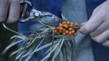 Sea buckthorn berries harvest, close-up. A woman cuts excess leaves from a cut sea buckthorn branch with a pruner. A cluster of bright orange sea buckthorn berries among green leaves