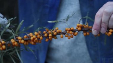 Sea buckthorn berries harvest, close-up. A woman cuts excess leaves from a cut sea buckthorn branch with a pruner. A cluster of bright orange sea buckthorn berries among green leaves