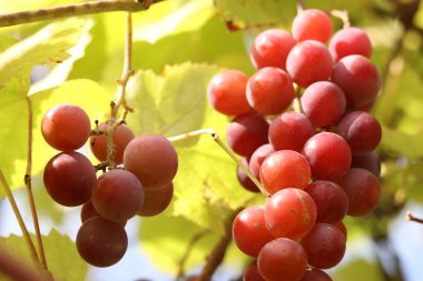 Çiftlikteki bir sarmaşıkta yetişen olgunlaşmış üzümler. Doğal arka plan. Arka planda bulanık bir demet üzüm. Seçici odaklı böğürtlenler. Lydia üzümlerine yakın çekim