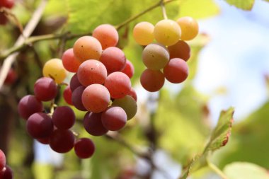 Çiftlikteki bir sarmaşıkta yetişen olgunlaşmış üzümler. Doğal arka plan. Arka planda bulanık bir demet üzüm. Seçici odaklı böğürtlenler. Lydia üzümlerine yakın çekim