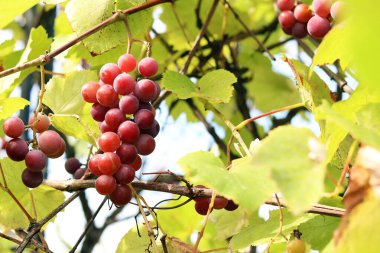 Çiftlikteki bir sarmaşıkta yetişen olgunlaşmış üzümler. Doğal arka plan. Arka planda bulanık bir demet üzüm. Seçici odaklı böğürtlenler. Lydia üzümlerine yakın çekim