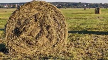 Tarlada bir saman balyası, yakın plan. Yuvarlak balyalarda toplanan saman yakın plan. Tarım üretimi kavramı. Köy. Saha. Çiftçilik ve hasat kavramı. Manzara kırsal