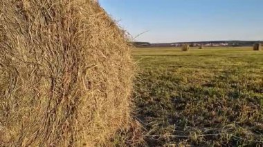 Tarlada bir saman balyası, yakın plan. Yuvarlak balyalarda toplanan saman yakın plan. Tarım üretimi kavramı. Köy. Saha. Çiftçilik ve hasat kavramı. Manzara kırsal
