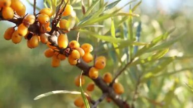 Ripe sea buckthorn berries close-up. Sea buckthorn bush or tree, branches close-up. Farm enterprise for the production of sea buckthorn berries. Branch of ripe sea buckthorn berries in the garden