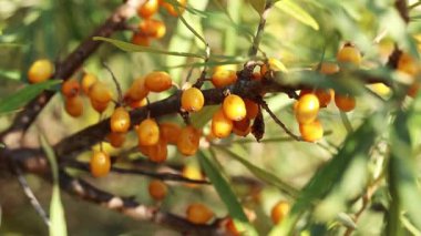 Ripe sea buckthorn berries close-up. Sea buckthorn bush or tree, branches close-up. Farm enterprise for the production of sea buckthorn berries. Branch of ripe sea buckthorn berries in the garden