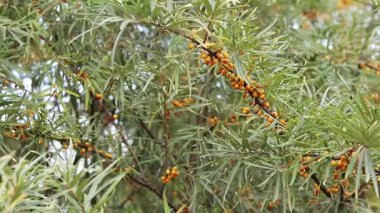 Ripe sea buckthorn berries close-up. Sea buckthorn bush or tree, branches close-up. Farm enterprise for the production of sea buckthorn berries. Branch of ripe sea buckthorn berries in the garden