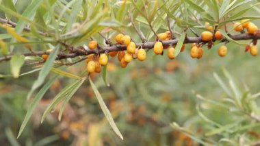 Ripe sea buckthorn berries close-up. Sea buckthorn bush or tree, branches close-up. Farm enterprise for the production of sea buckthorn berries. Branch of ripe sea buckthorn berries in the garden
