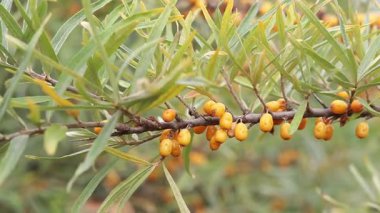 Ripe sea buckthorn berries close-up. Sea buckthorn bush or tree, branches close-up. Farm enterprise for the production of sea buckthorn berries. Branch of ripe sea buckthorn berries in the garden
