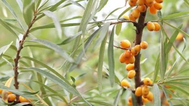 Ripe sea buckthorn berries close-up. Sea buckthorn bush or tree, branches close-up. Farm enterprise for the production of sea buckthorn berries. Branch of ripe sea buckthorn berries in the garden