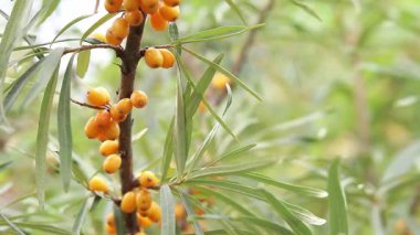 Ripe sea buckthorn berries close-up. Sea buckthorn bush or tree, branches close-up. Farm enterprise for the production of sea buckthorn berries. Branch of ripe sea buckthorn berries in the garden
