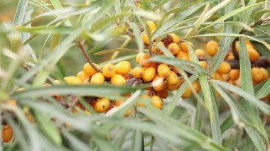 Ripe sea buckthorn berries close-up. Sea buckthorn bush or tree, branches close-up. Farm enterprise for the production of sea buckthorn berries. Branch of ripe sea buckthorn berries in the garden