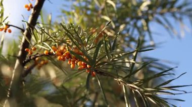 Ripe sea buckthorn berries close-up. Sea buckthorn bush or tree, branches close-up. Farm enterprise for the production of sea buckthorn berries. Branch of ripe sea buckthorn berries in the garden
