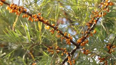 Ripe sea buckthorn berries close-up. Sea buckthorn bush or tree, branches close-up. Farm enterprise for the production of sea buckthorn berries. Branch of ripe sea buckthorn berries in the garden