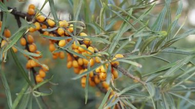 Ripe sea buckthorn berries close-up. Sea buckthorn bush or tree, branches close-up. Farm enterprise for the production of sea buckthorn berries. Branch of ripe sea buckthorn berries in the garden