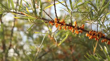 Ripe sea buckthorn berries close-up. Sea buckthorn bush or tree, branches close-up. Farm enterprise for the production of sea buckthorn berries. Branch of ripe sea buckthorn berries in the garden