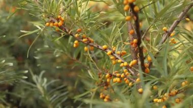 Ripe sea buckthorn berries close-up. Sea buckthorn bush or tree, branches close-up. Farm enterprise for the production of sea buckthorn berries. Branch of ripe sea buckthorn berries in the garden