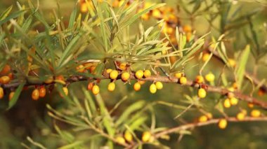 Ripe sea buckthorn berries close-up. Sea buckthorn bush or tree, branches close-up. Farm enterprise for the production of sea buckthorn berries. Branch of ripe sea buckthorn berries in the garden