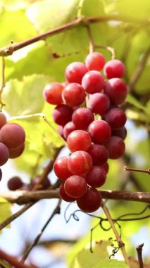 Çiftlikteki bir sarmaşıkta yetişen olgunlaşmış üzümler. Doğal arka plan. Arka planda bulanık bir demet üzüm. Seçici odaklı böğürtlenler. Lydia üzümlerine yakın çekim