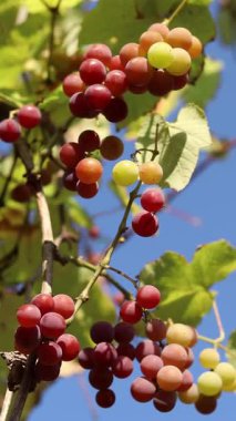 Çiftlikteki bir sarmaşıkta yetişen olgunlaşmış üzümler. Doğal arka plan. Arka planda bulanık bir demet üzüm. Seçici odaklı böğürtlenler. Lydia üzümlerine yakın çekim