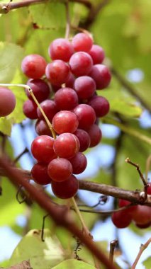 Çiftlikteki bir sarmaşıkta yetişen olgunlaşmış üzümler. Doğal arka plan. Arka planda bulanık bir demet üzüm. Seçici odaklı böğürtlenler. Lydia üzümlerine yakın çekim