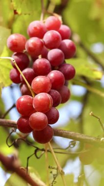 Çiftlikteki bir sarmaşıkta yetişen olgunlaşmış üzümler. Doğal arka plan. Arka planda bulanık bir demet üzüm. Seçici odaklı böğürtlenler. Lydia üzümlerine yakın çekim