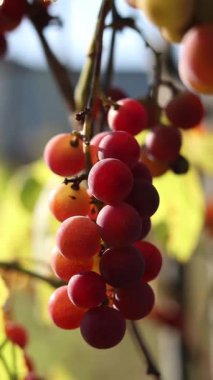 Çiftlikteki bir sarmaşıkta yetişen olgunlaşmış üzümler. Doğal arka plan. Arka planda bulanık bir demet üzüm. Seçici odaklı böğürtlenler. Lydia üzümlerine yakın çekim