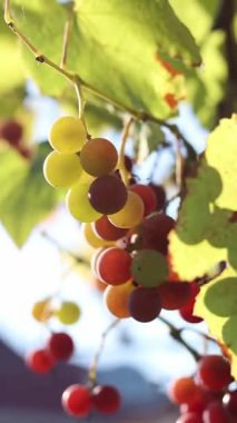 Çiftlikteki bir sarmaşıkta yetişen olgunlaşmış üzümler. Doğal arka plan. Arka planda bulanık bir demet üzüm. Seçici odaklı böğürtlenler. Lydia üzümlerine yakın çekim