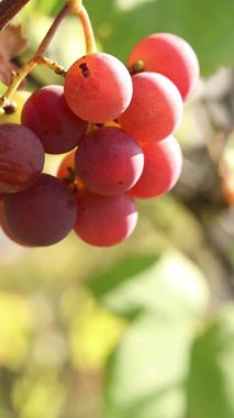 Çiftlikteki bir sarmaşıkta yetişen olgunlaşmış üzümler. Doğal arka plan. Arka planda bulanık bir demet üzüm. Seçici odaklı böğürtlenler. Lydia üzümlerine yakın çekim