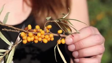 Kadın kesilmiş bir deniz dikenli dalından fazla yaprak kesmek için budama makinesi kullanıyor. Deniz dikenleri hasat ediliyor, yakın plan. Ağacın dallarını keserek deniz dikenli üzüm toplama işlemi.