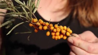 Kadın kesilmiş bir deniz dikenli dalından fazla yaprak kesmek için budama makinesi kullanıyor. Deniz dikenleri hasat ediliyor, yakın plan. Ağacın dallarını keserek deniz dikenli üzüm toplama işlemi.