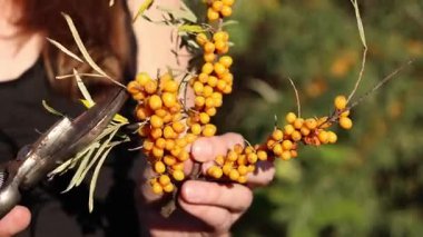 Kadın kesilmiş bir deniz dikenli dalından fazla yaprak kesmek için budama makinesi kullanıyor. Deniz dikenleri hasat ediliyor, yakın plan. Ağacın dallarını keserek deniz dikenli üzüm toplama işlemi.