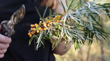 Kadın kesilmiş bir deniz dikenli dalından fazla yaprak kesmek için budama makinesi kullanıyor. Deniz dikenleri hasat ediliyor, yakın plan. Ağacın dallarını keserek deniz dikenli üzüm toplama işlemi.