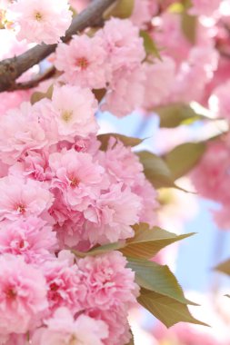 Bol bol çiçek açan sakura. Pembe sakura çiçekleri yakın plan. Doğal arka plan. Sakura ağacı, tomurcuklanma döneminde.