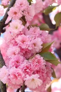 Bol bol çiçek açan sakura. Pembe sakura çiçekleri yakın plan. Doğal arka plan. Sakura ağacı, tomurcuklanma döneminde.