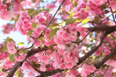 Bol bol çiçek açan sakura. Pembe sakura çiçekleri yakın plan. Doğal arka plan. Sakura ağacı, tomurcuklanma döneminde.