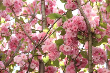 Bol bol çiçek açan sakura. Pembe sakura çiçekleri yakın plan. Doğal arka plan. Sakura ağacı, tomurcuklanma döneminde.