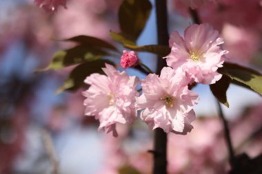 Bol bol çiçek açan sakura. Pembe sakura çiçekleri yakın plan. Doğal arka plan. Sakura ağacı, tomurcuklanma döneminde.