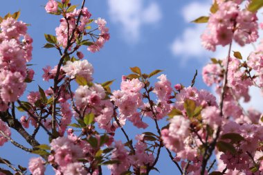 Bol bol çiçek açan sakura. Pembe sakura çiçekleri yakın plan. Doğal arka plan. Sakura ağacı, tomurcuklanma döneminde.
