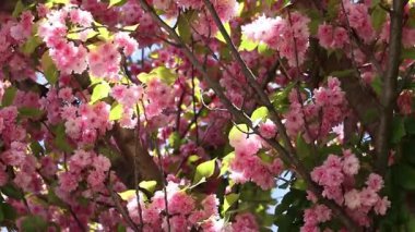 Pembe sakura çiçekleri rüzgarda sallanıyor, yakın plan. Bol bol çiçek açan sakura. Pembe sakura çiçekleri yakın plan. Doğal arka plan. Sakura ağacı, tomurcuklanma döneminde.