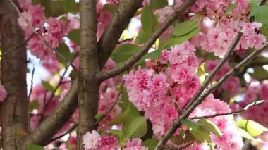 Pembe sakura çiçekleri rüzgarda sallanıyor, yakın plan. Bol bol çiçek açan sakura. Pembe sakura çiçekleri yakın plan. Doğal arka plan. Sakura ağacı, tomurcuklanma döneminde.
