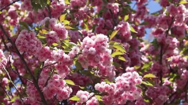 Pembe sakura çiçekleri rüzgarda sallanıyor, yakın plan. Bol bol çiçek açan sakura. Pembe sakura çiçekleri yakın plan. Doğal arka plan. Sakura ağacı, tomurcuklanma döneminde.