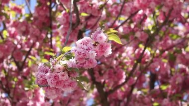 Pembe sakura çiçekleri rüzgarda sallanıyor, yakın plan. Bol bol çiçek açan sakura. Pembe sakura çiçekleri yakın plan. Doğal arka plan. Sakura ağacı, tomurcuklanma döneminde.