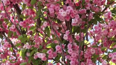 Pembe sakura çiçekleri rüzgarda sallanıyor, yakın plan. Bol bol çiçek açan sakura. Pembe sakura çiçekleri yakın plan. Doğal arka plan. Sakura ağacı, tomurcuklanma döneminde.