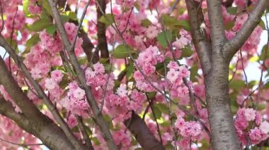Pembe sakura çiçekleri rüzgarda sallanıyor, yakın plan. Bol bol çiçek açan sakura. Pembe sakura çiçekleri yakın plan. Doğal arka plan. Sakura ağacı, tomurcuklanma döneminde.