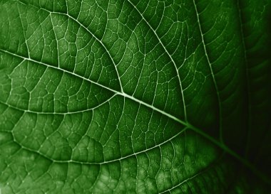 Detaylı doğal damarları olan yeşil yaprak dokusunun yakın çekim makrosu. Çevre dostu tasarım, doğal duvar kağıdı ve arka plan. Seçici odak.
