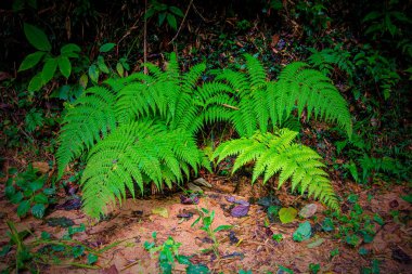 Atlantik Ormanı - çok parlak ve gür yeşil Brezilyalı ormanda yol kenarına yerleştirilen bir eğreltiotu 